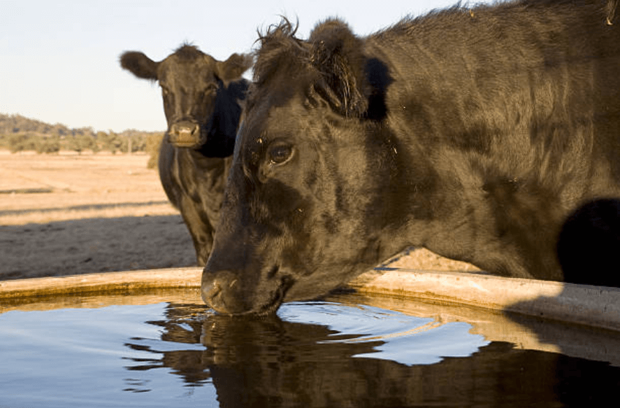 Concrete Troughs with Promblems